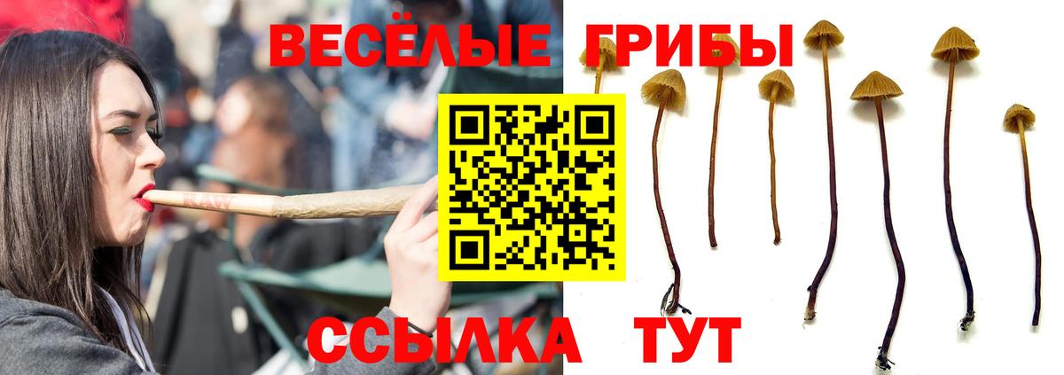Курчалой  Псилоцибиновые грибы Cubensis  Вход с VPN  Галлюциногенные грибы мицелий 